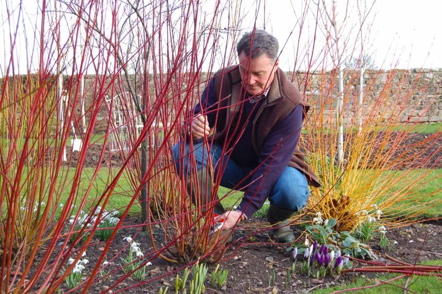 Дерен белый Элегантиссима обрезка