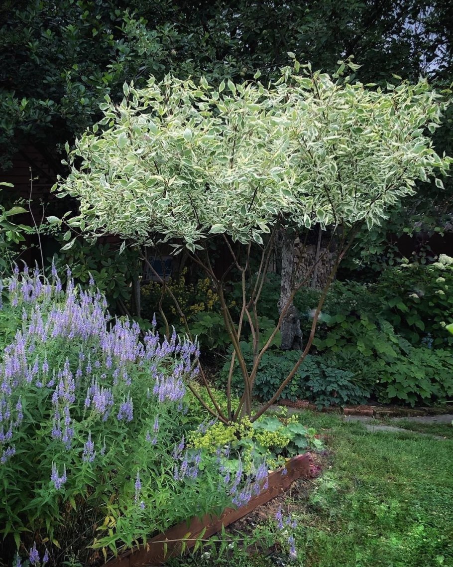 Дерен белый 'elegantissima'