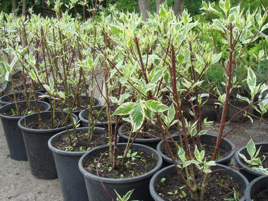 Дерен сеянцы саженцы