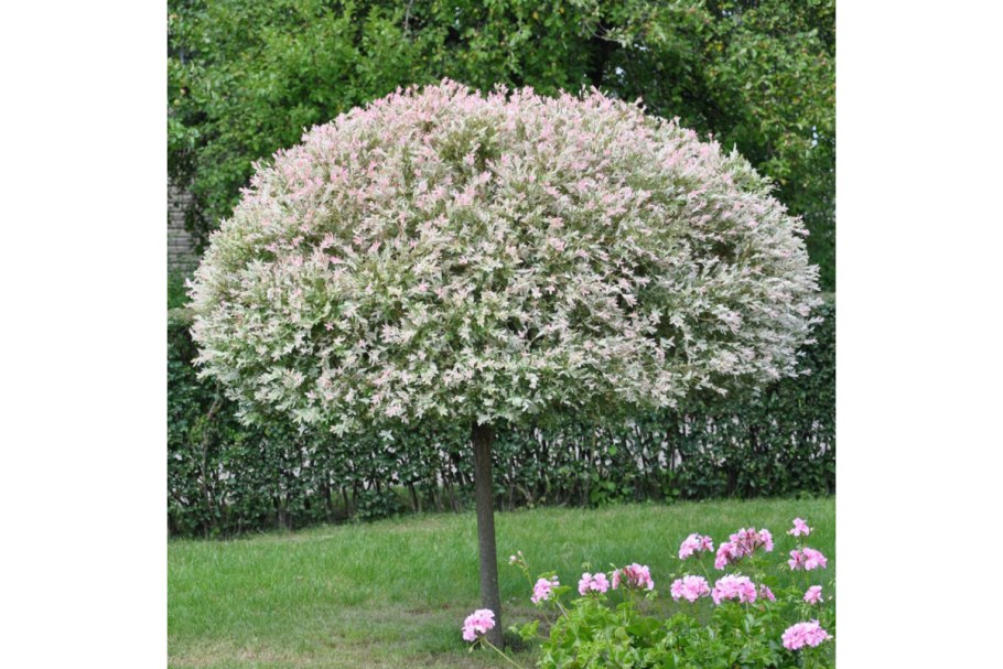 Ива цельнолистная (Salix Integra Hakuro Nishiki)