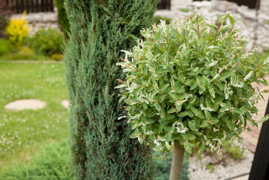 Ива Хакуро Никиши 85р