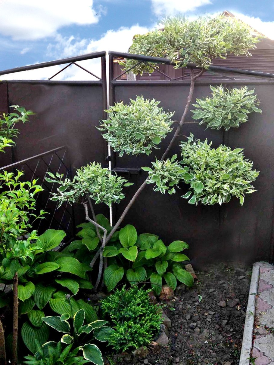 Дерен Элегантиссима ниваки