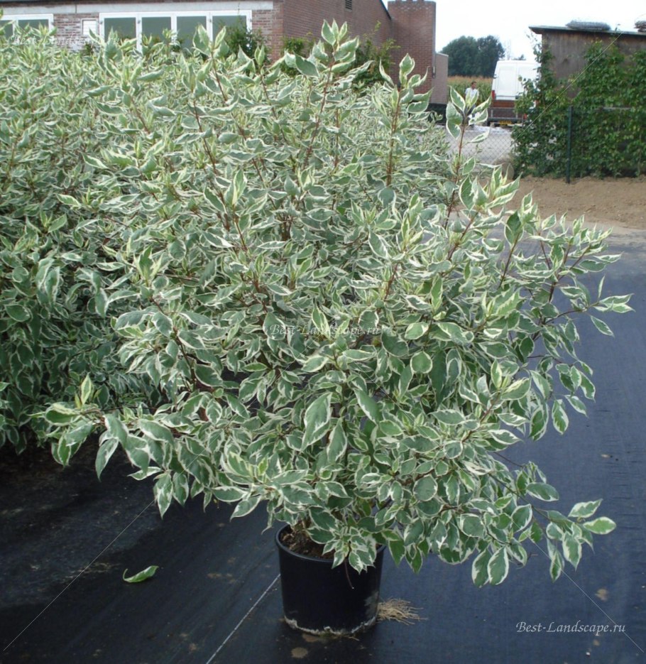 Дерен Элегантиссима бонсай