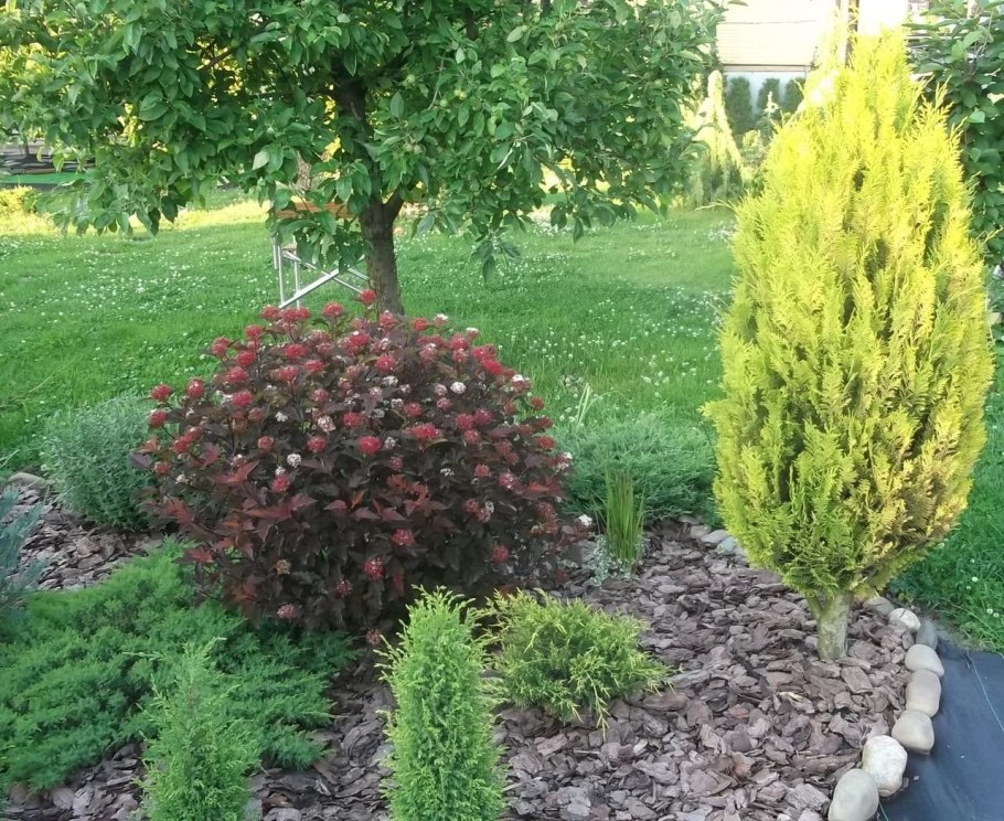 Барбарис, спирея, пузыреплодник