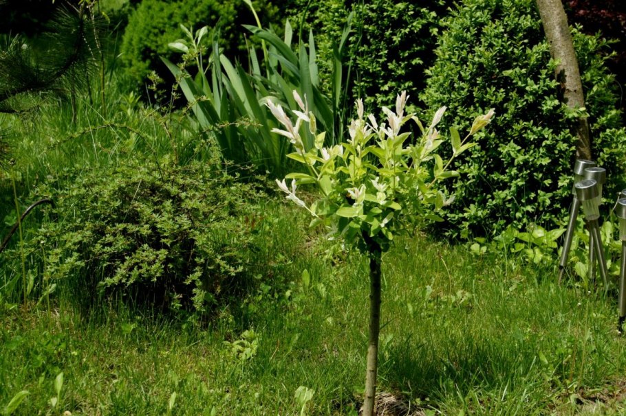 Хакуро нишики дерен