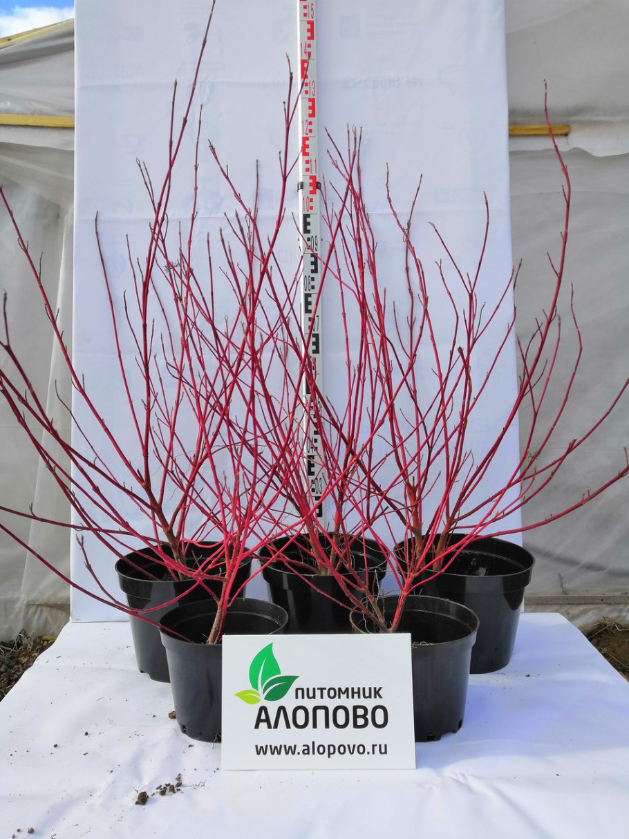 Дерен Элегантиссима