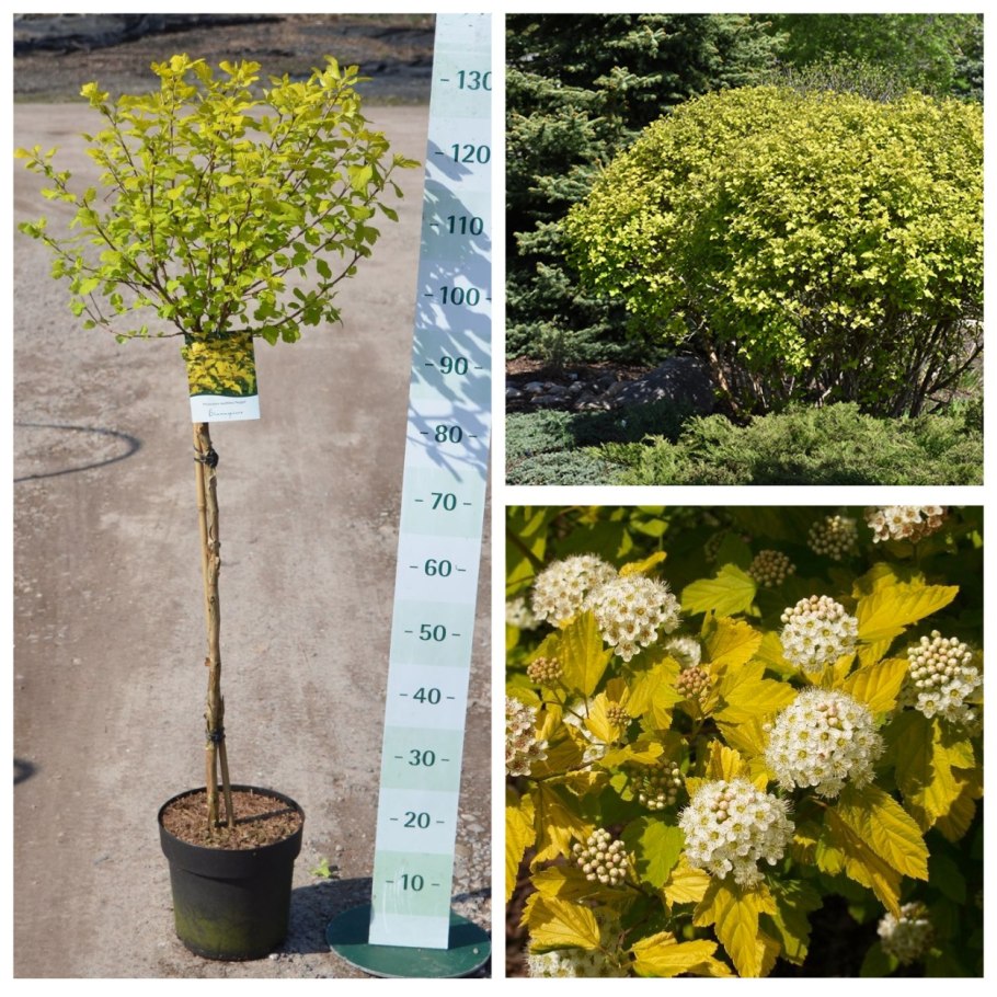 Пузыреплодник и бирючина