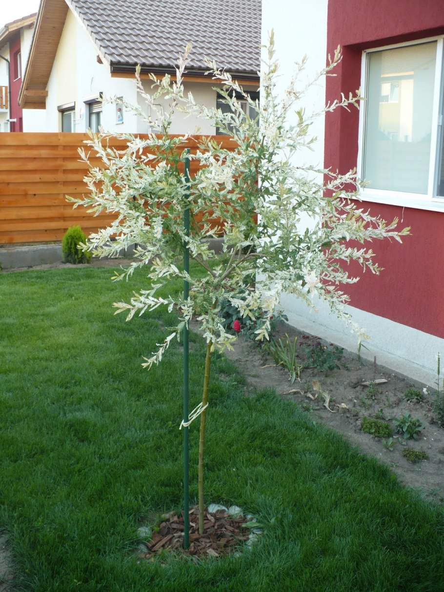 Штамбовая Ива Хакуро нишики