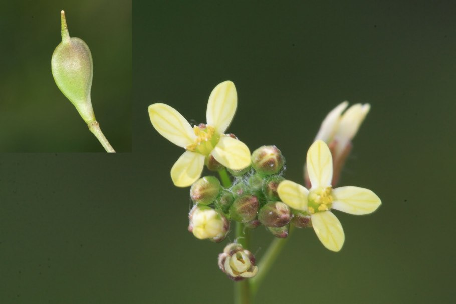 Рыжик льновый Camelina linicola