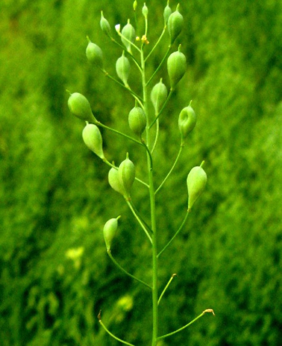 Camelina Sylvestris