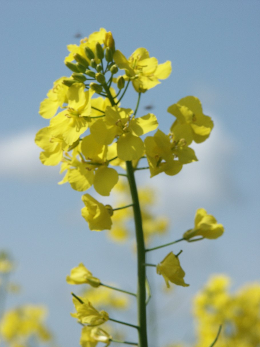 Камелина Рыжик масличный