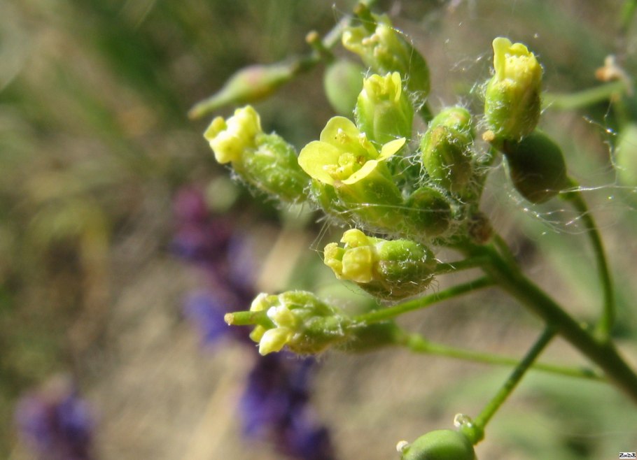 Camelina microcarpa