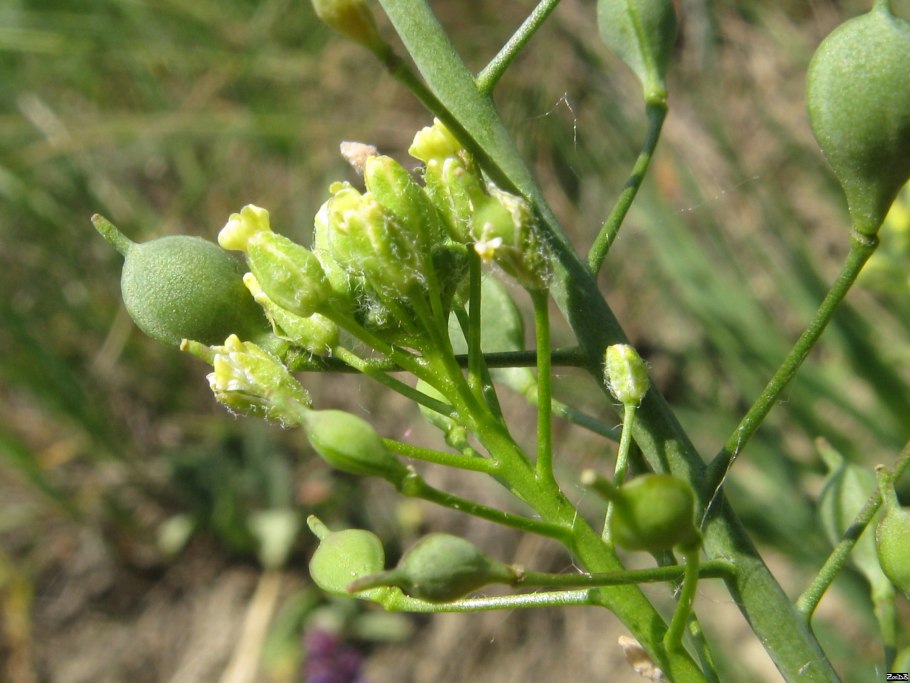 Camelina Рыжик