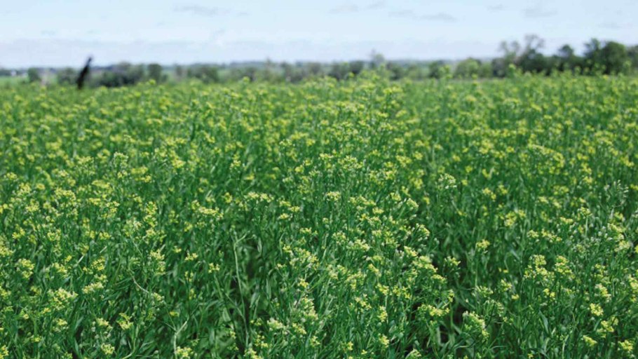 Рыжик посевная культура