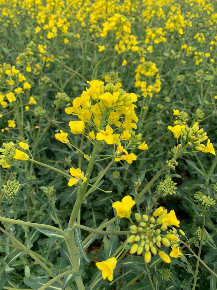 Рыжика посевного (Camelina Sativa),