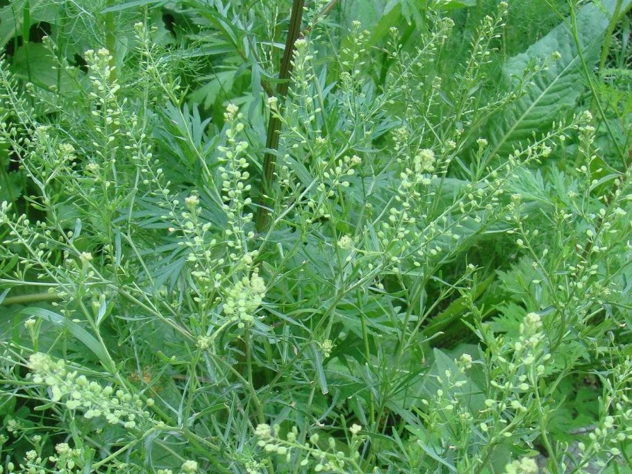 Рыжик мелкоплодный