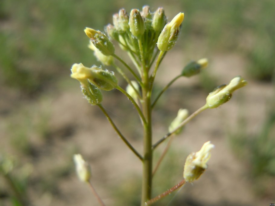 Camelina microcarpa