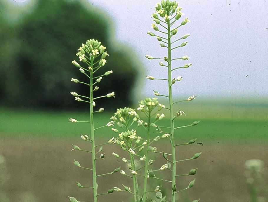 Рыжик льновый Camelina linicola