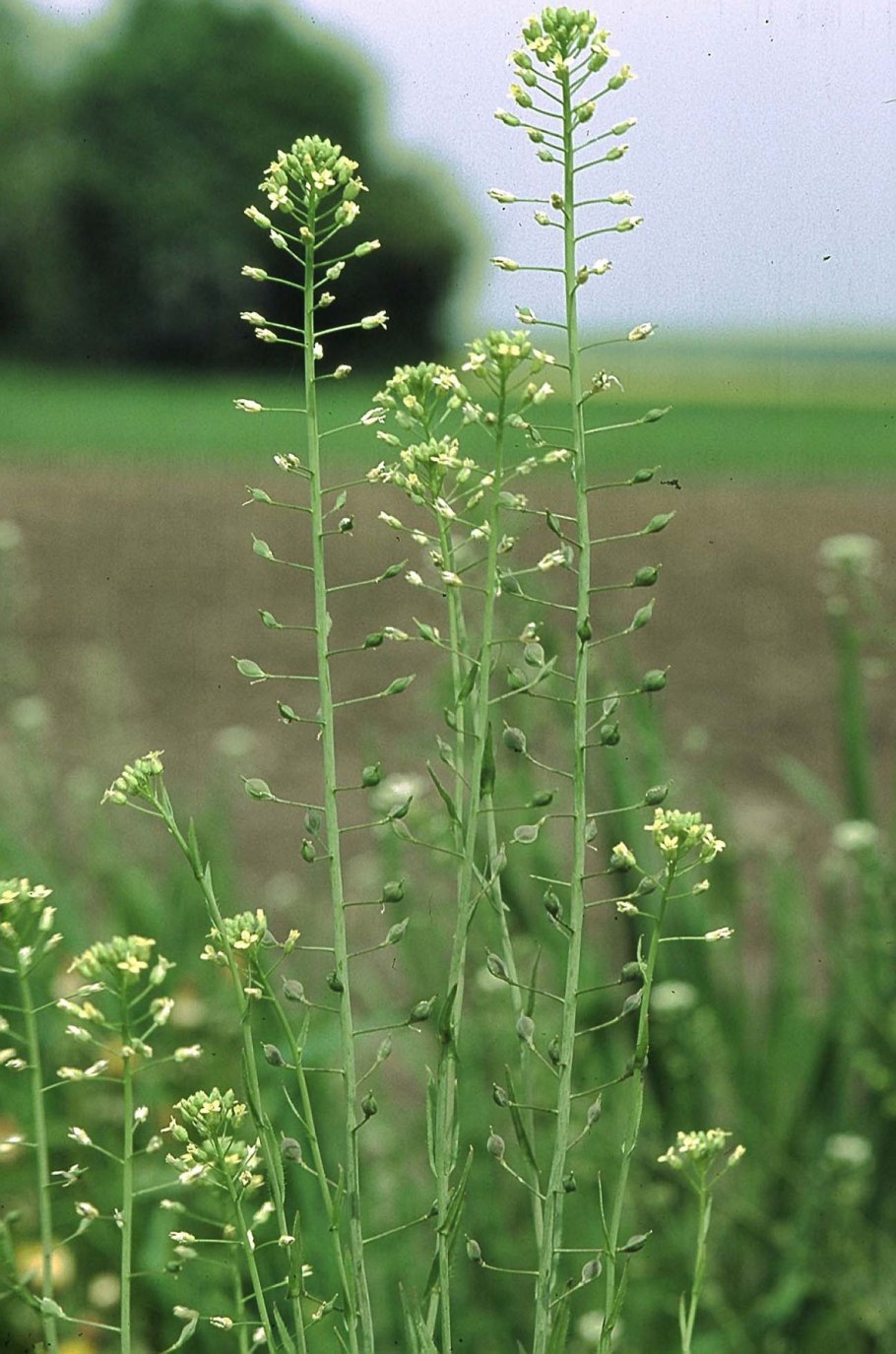 Рыжика посевного (Camelina Sativa),