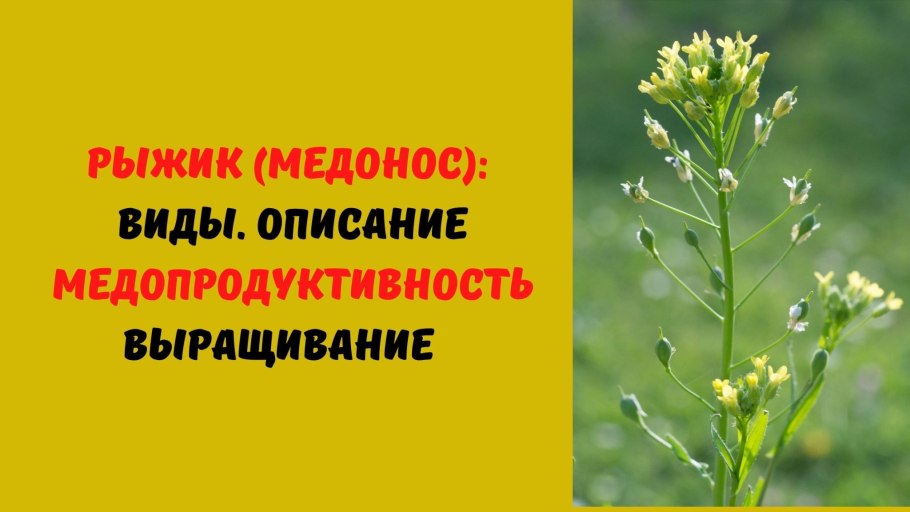 Рыжик Яровой