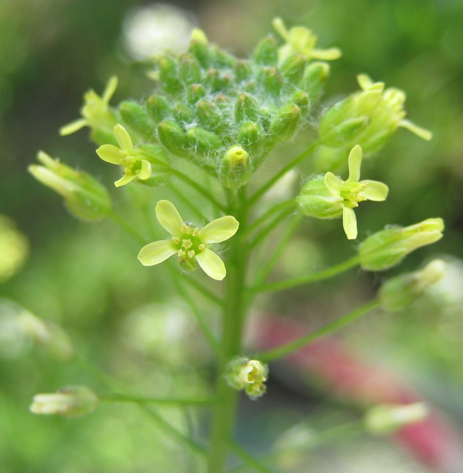 Рыжика посевного (Camelina Sativa),