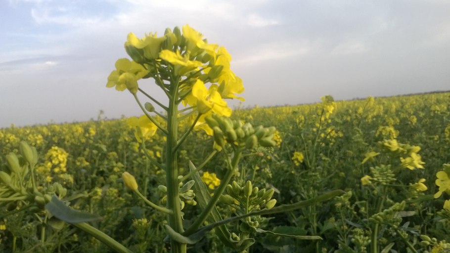 Царский гриб Рыжик