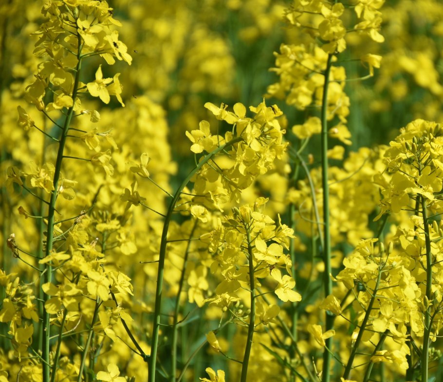 Рапс масличный