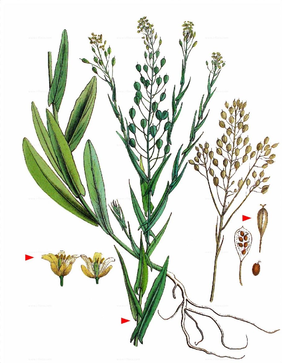 Camelina Рыжик