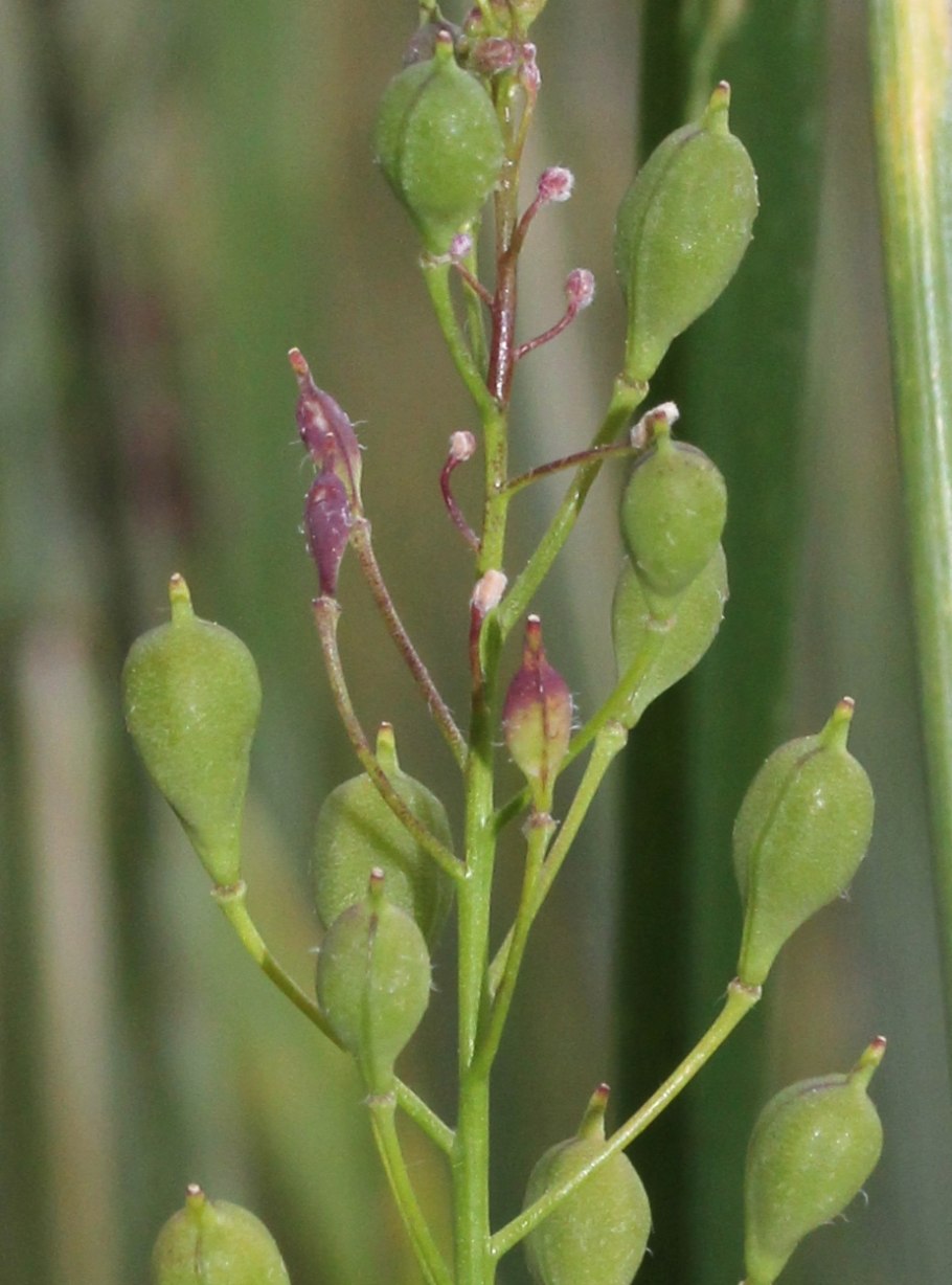 Рыжика посевного (Camelina Sativa),