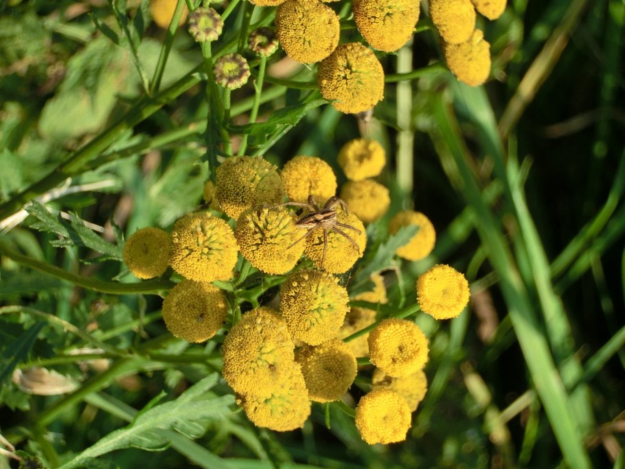 Темеда растение