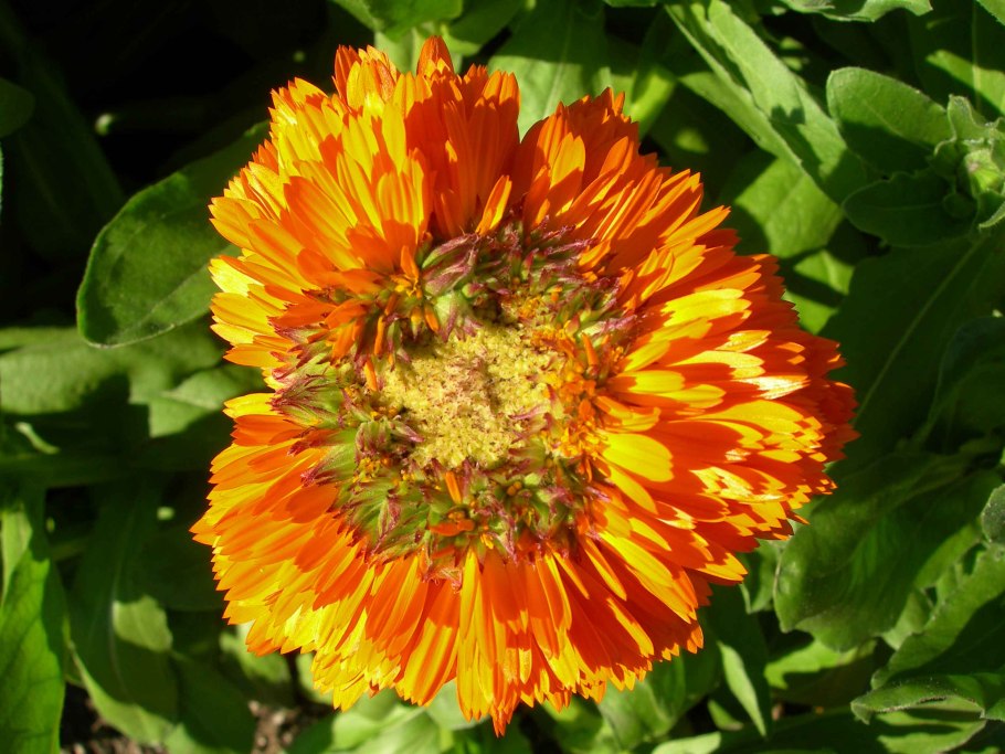 Рыжик с цветами