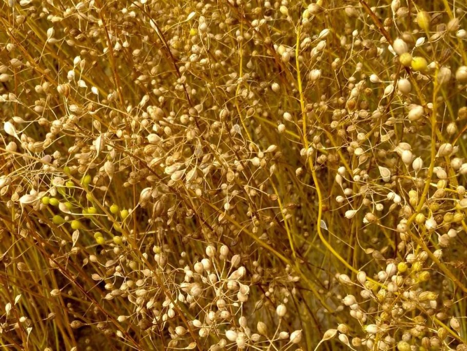 Рыжика посевного (Camelina Sativa),