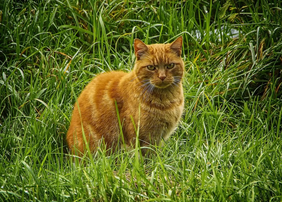 Травка Рыжик