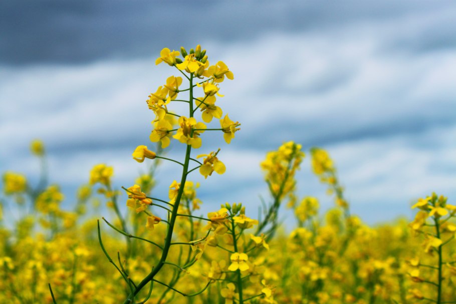 Рыжик посевной