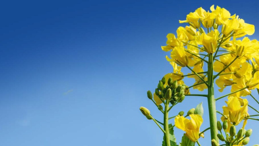 Рапс масличный