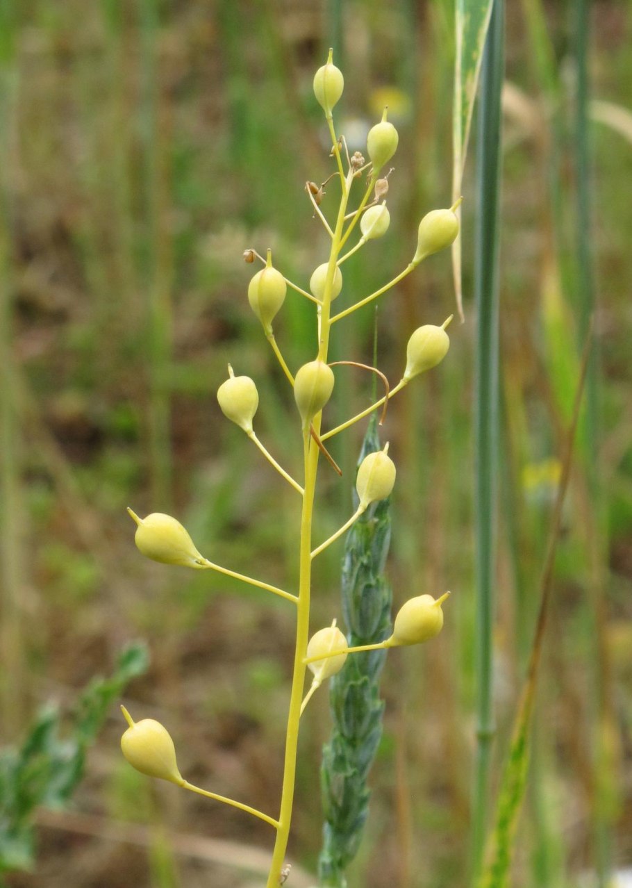 Рыжика посевного (Camelina Sativa),
