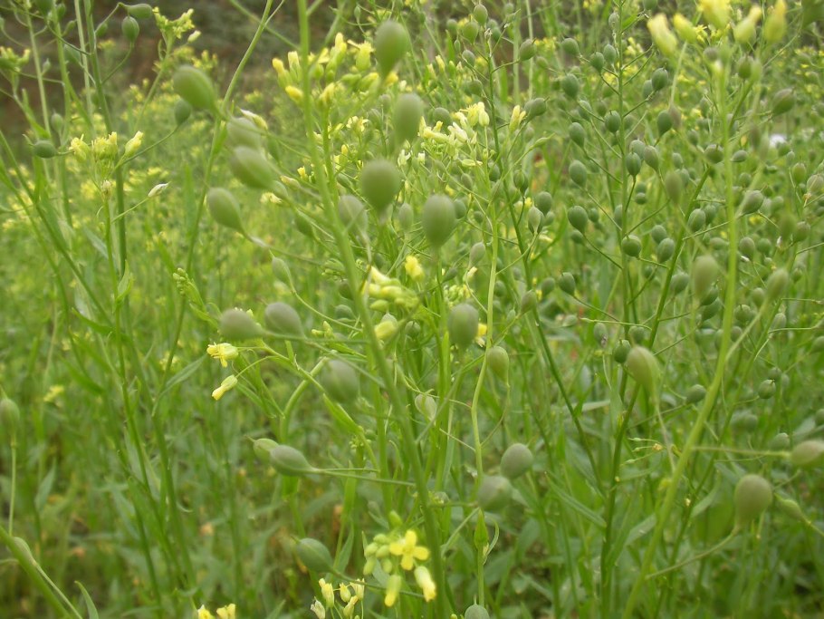 Медонос Рыжик посевной