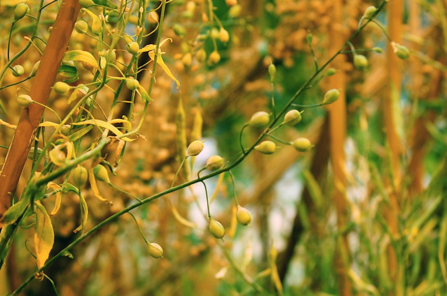 Рыжик мелкоплодный плод