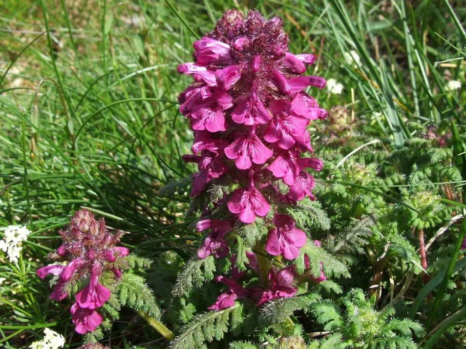 Мытник болотный