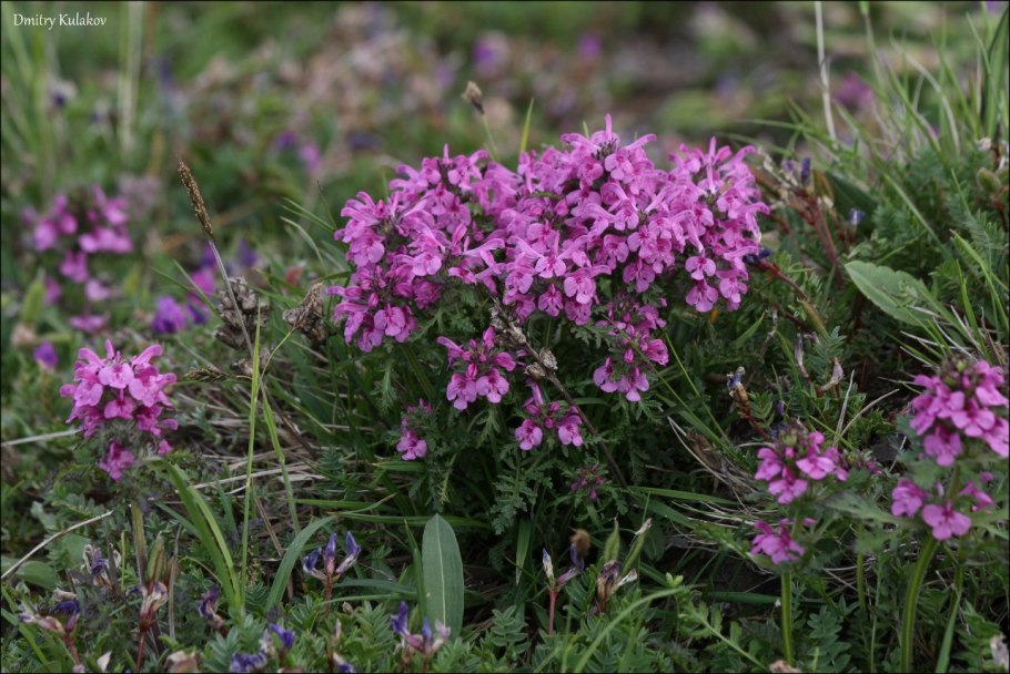 Мытник мутовчатый