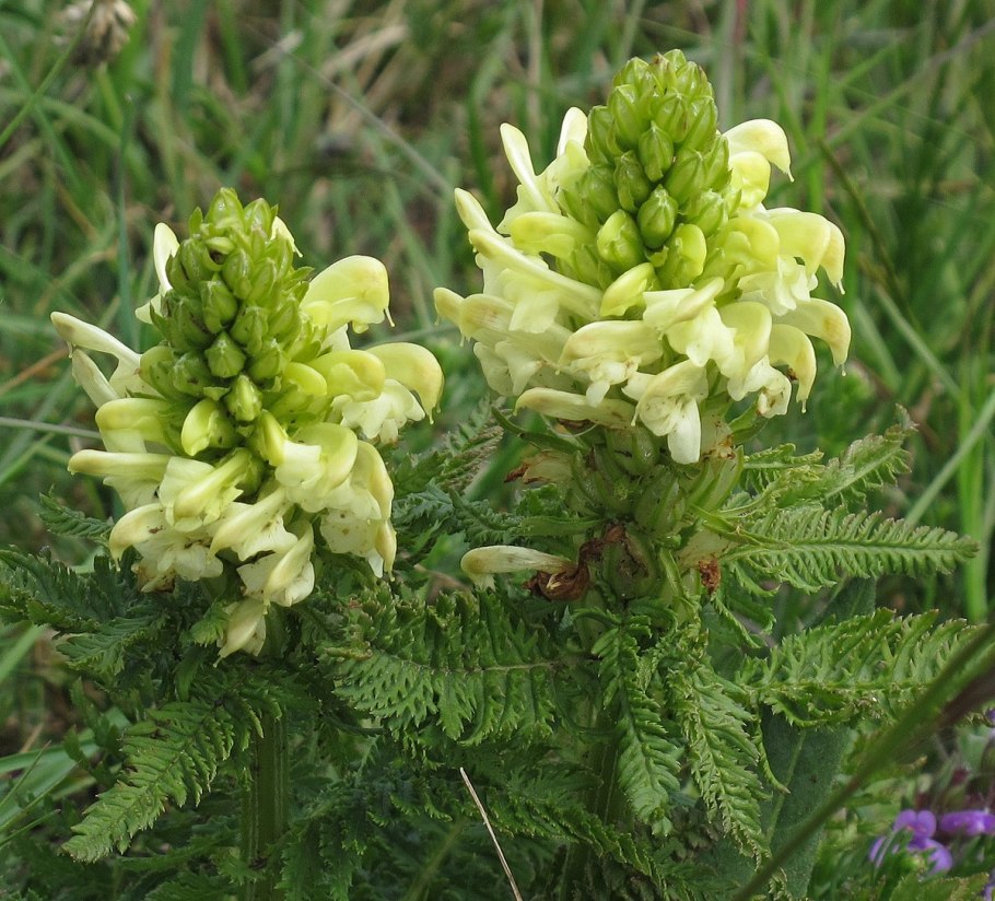 Мытник болотный (Pedicularis palustris l.)
