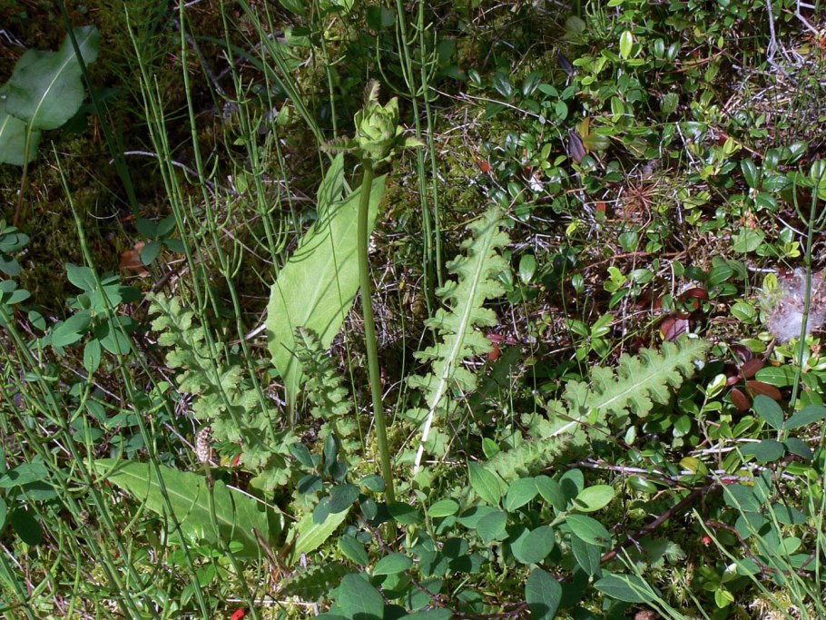 Pedicularis canadensis