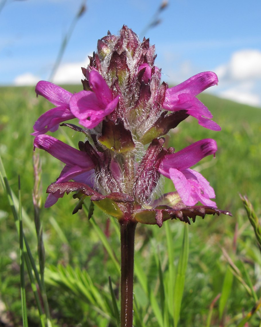 Pedicularis sibirica