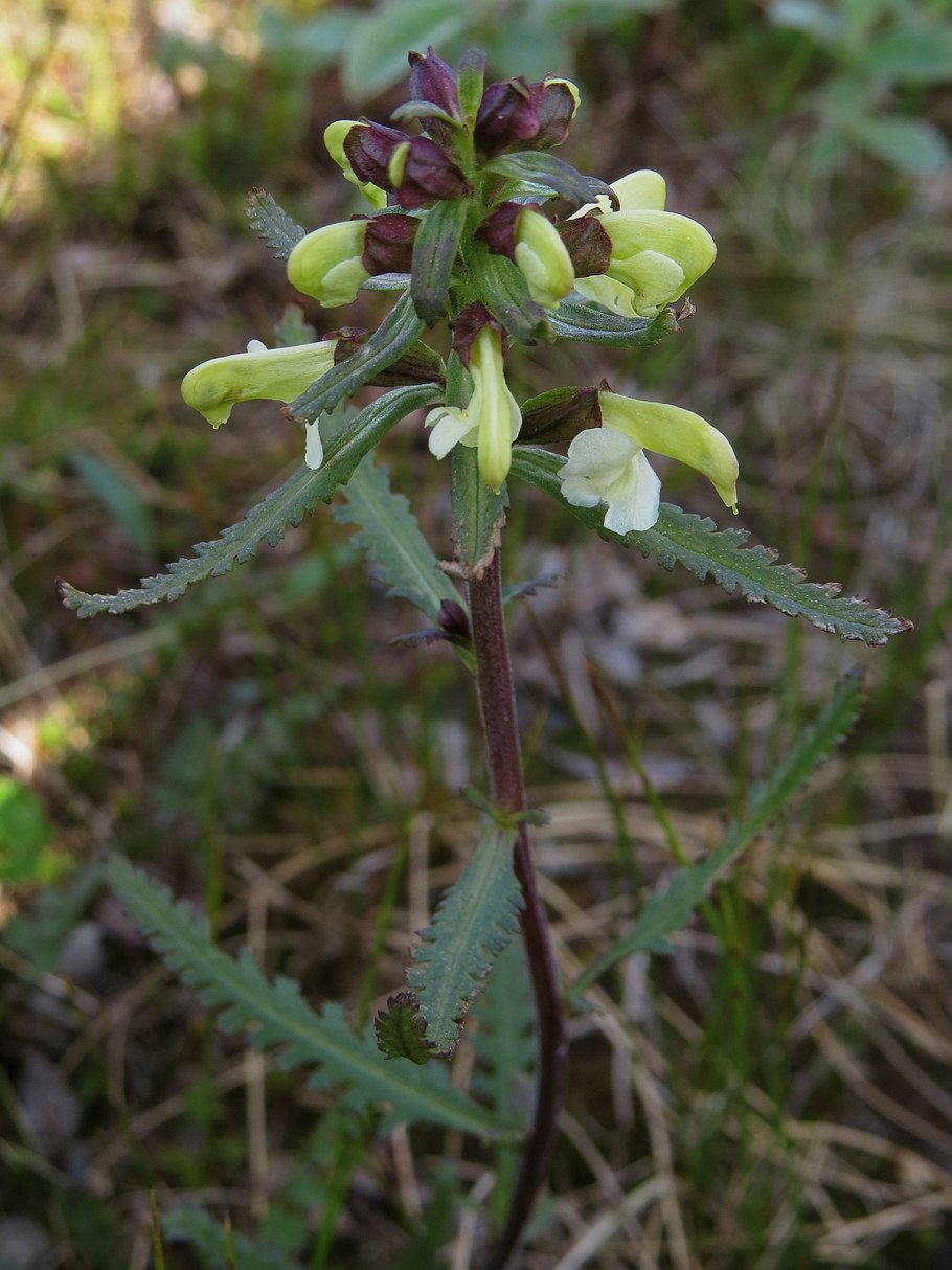 Pedicularis kerneri растение