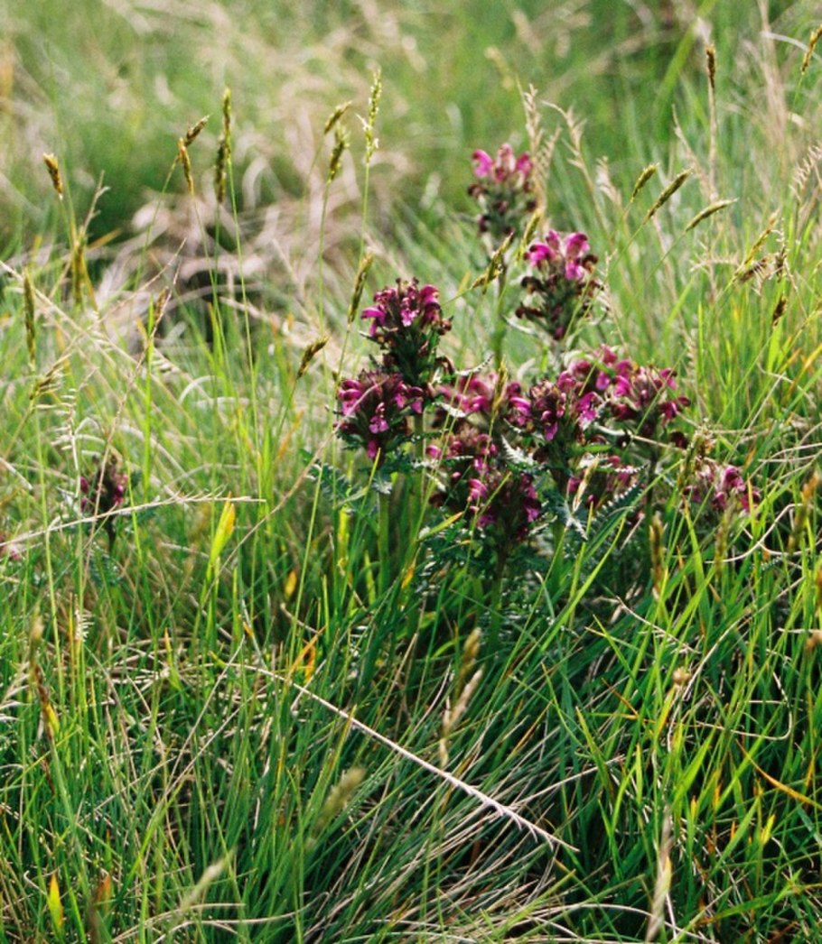 Мытник Лангсдорфа