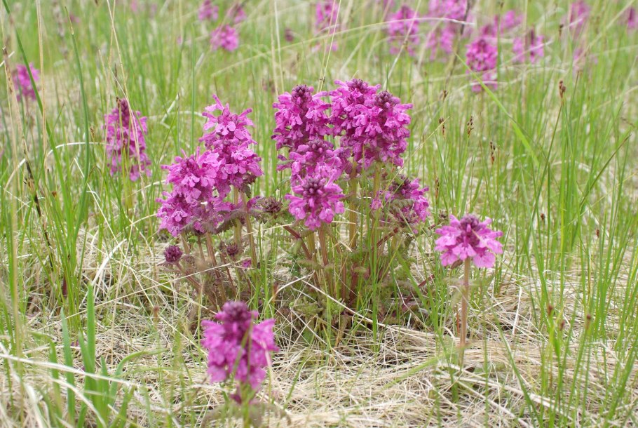 Растение рода оно