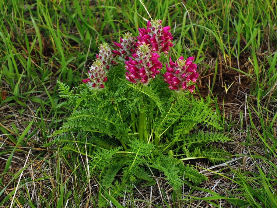 Мытник мохнатоколосый