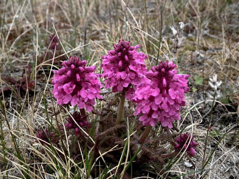 Мытник мутовчатый