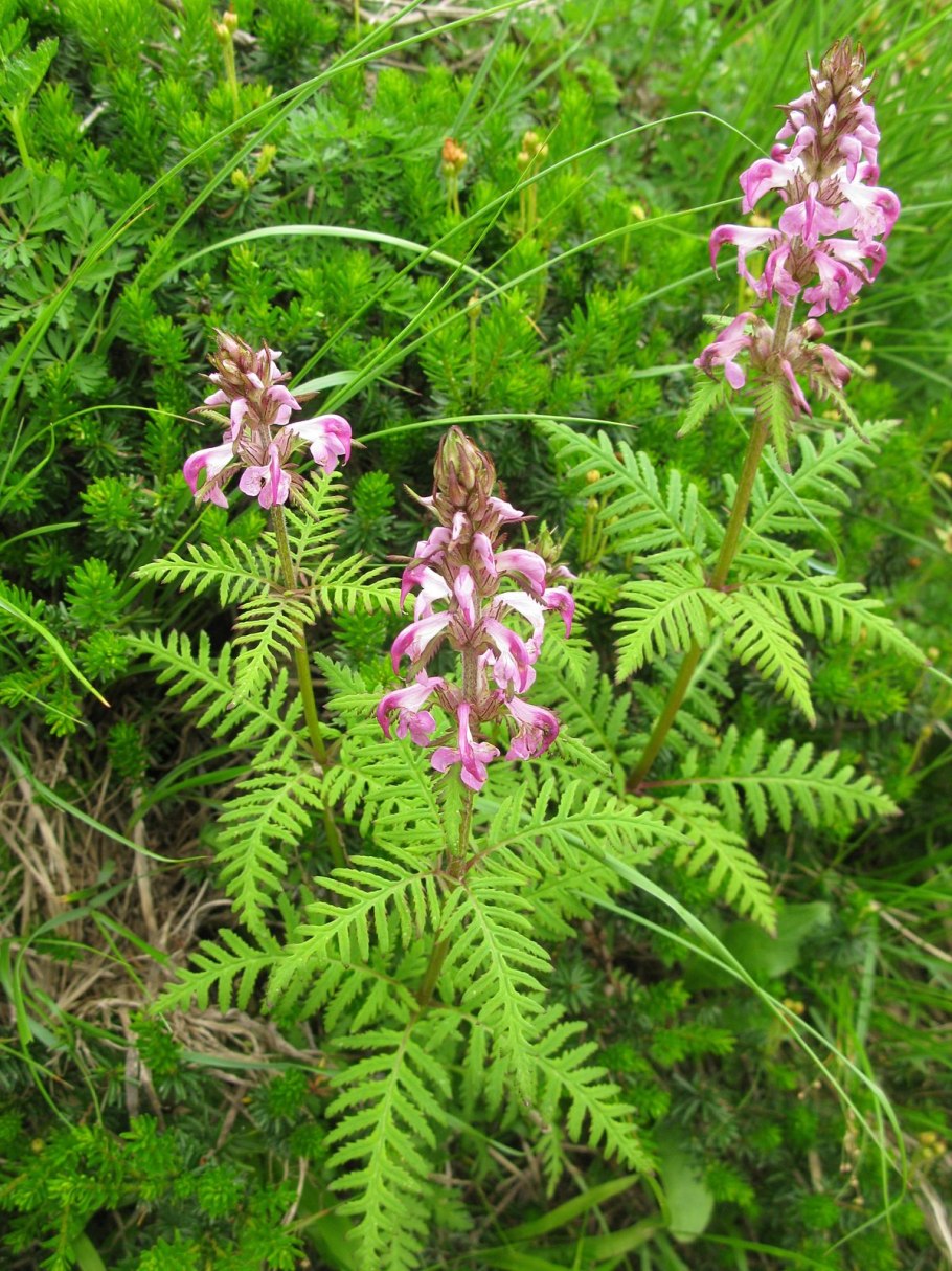 Красный Мытник