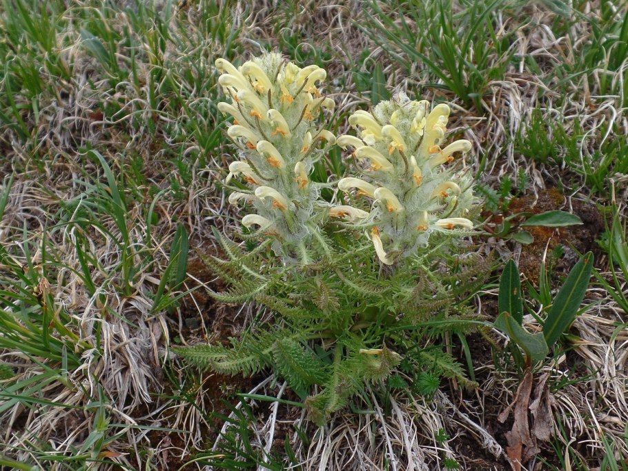 Pedicularis sibirica